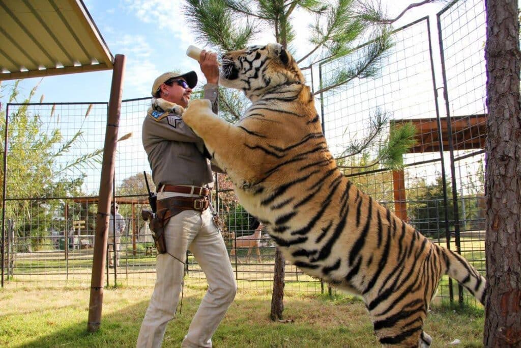A still from the Netflix Docuseries Tiger King. Joe Exotic feeds a tiger from a baby bottle.