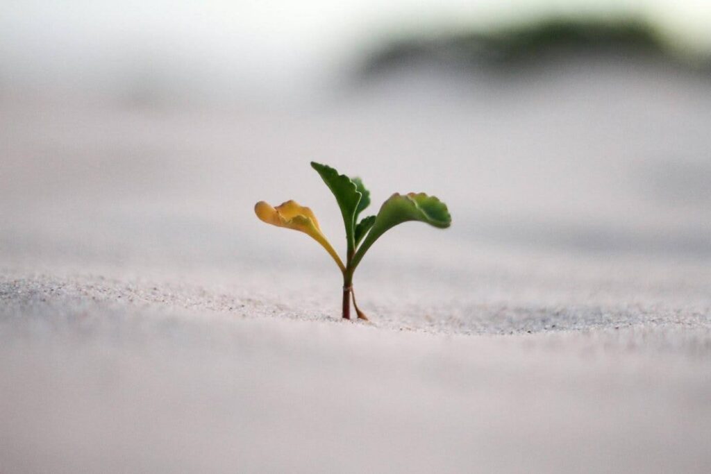 a small sprout emerges from the ground