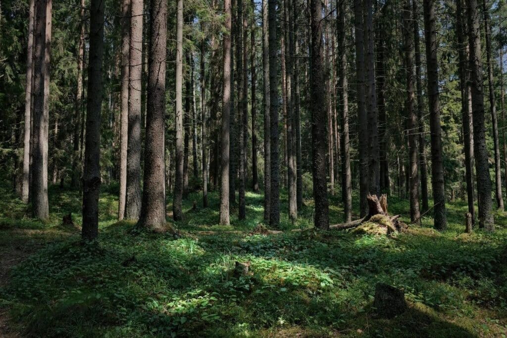 A dense green forest. Personification in film.