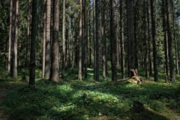 Personification Using Wind How to Use Personification (With Film & TV Examples) - Celtx Blog