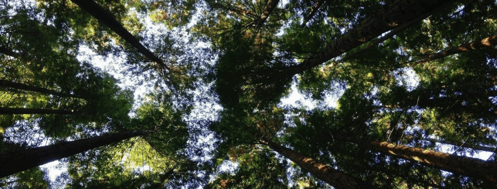 a photo looking up at the canopy of trees in a forest