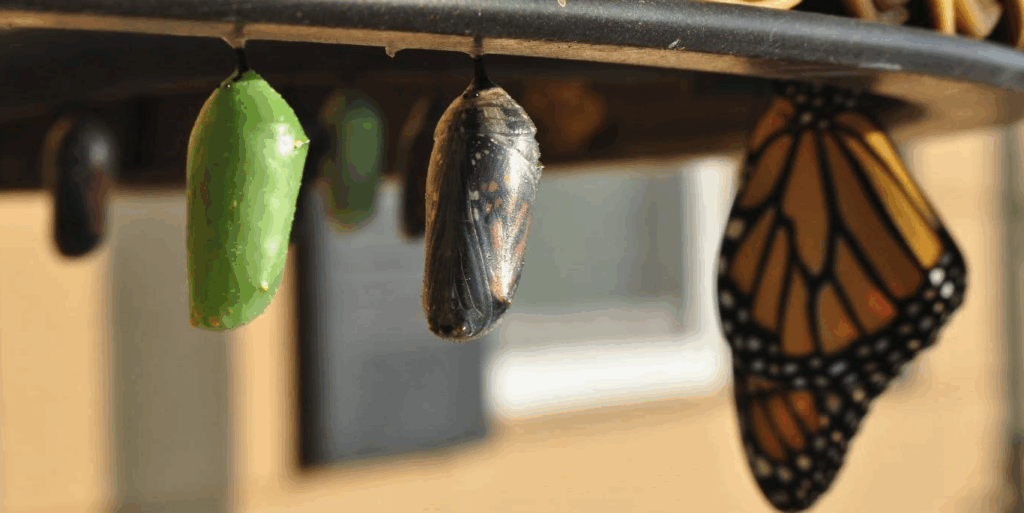 a photo showing the stages of metamorphosis for a caterpillar.