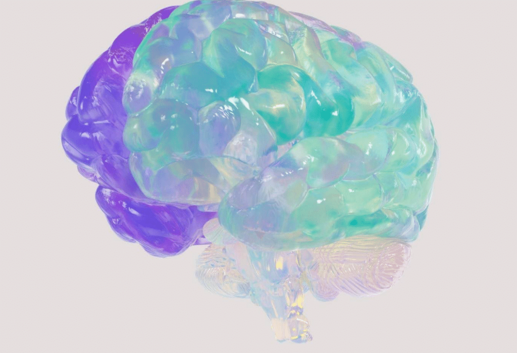 a multicolored/opalescent model of a brain