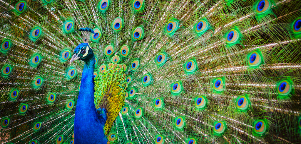 Peacock displaying its full tail feathers, a visual metaphor for vanity and other ego-based character flaws